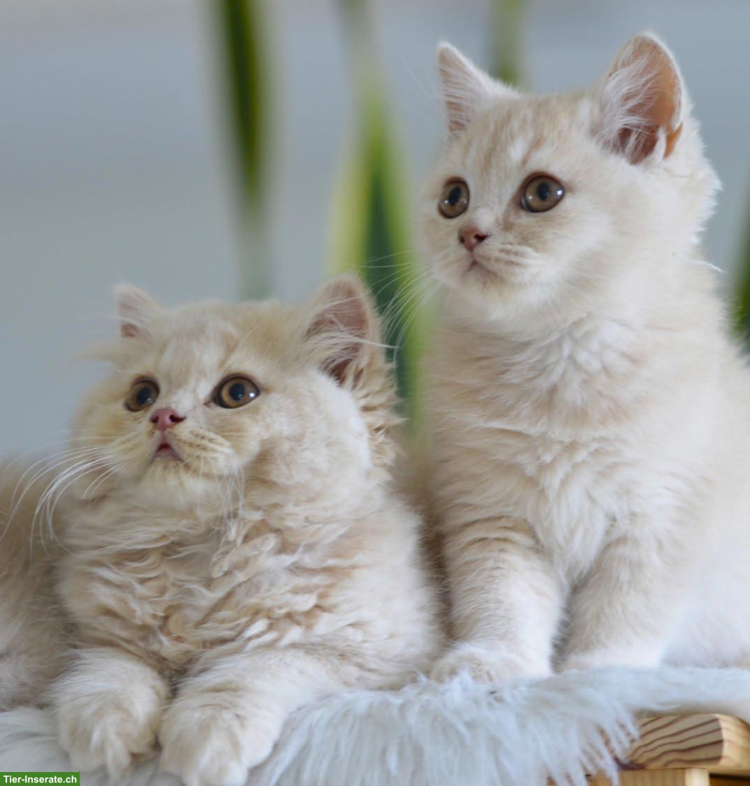 Bild 2: BKH & BLH Kitten in Creme mit Stammbaum