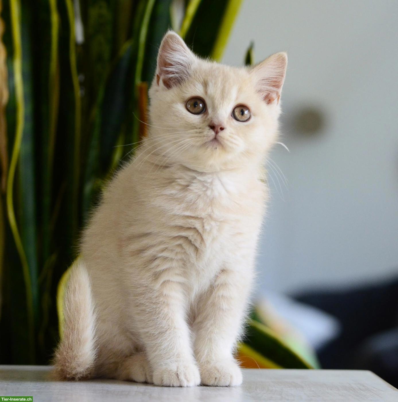 Bild 5: BKH & BLH Kitten in Creme mit Stammbaum