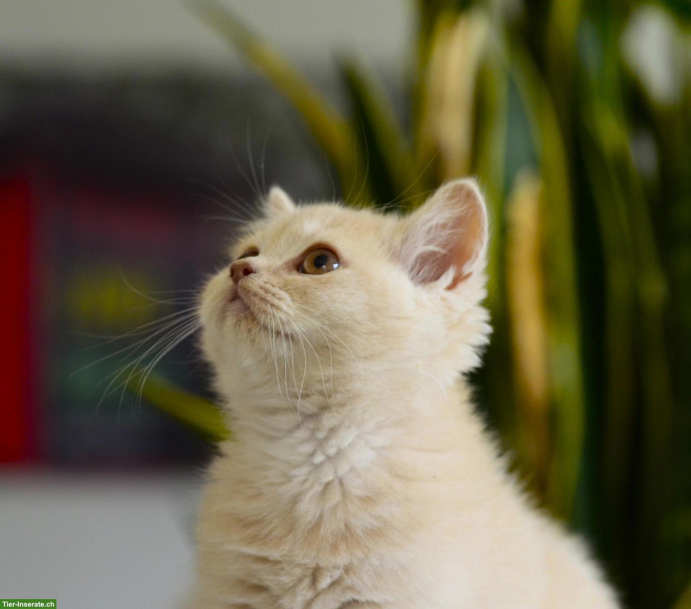 Bild 6: BKH & BLH Kitten in Creme mit Stammbaum