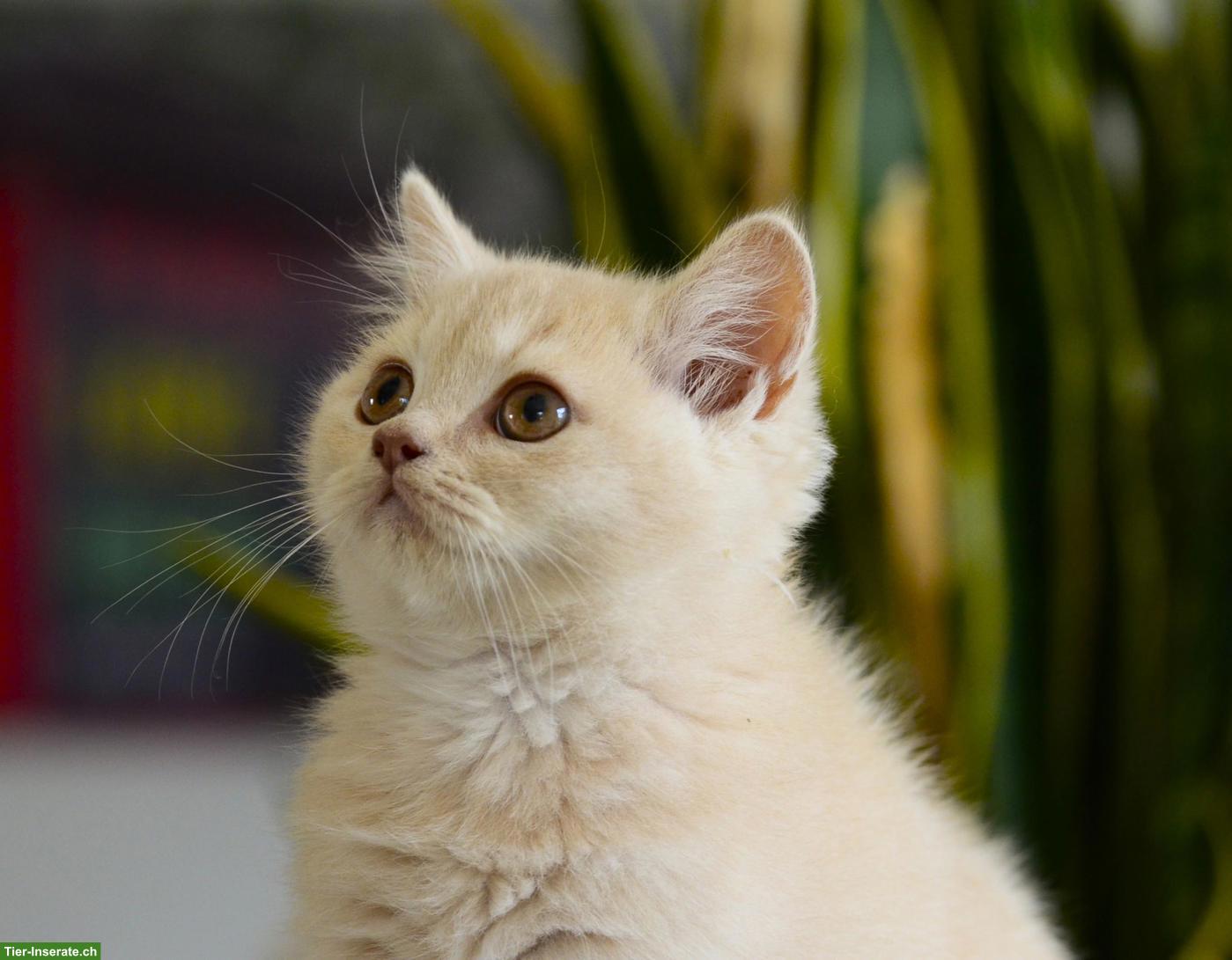Bild 7: BKH & BLH Kitten in Creme mit Stammbaum