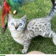 Reinrassige Bengalkitten, braun, mink & snow lynx
