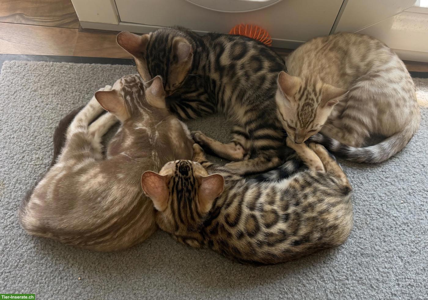Bild 10: Reinrassige Bengalkitten, braun, mink & snow lynx