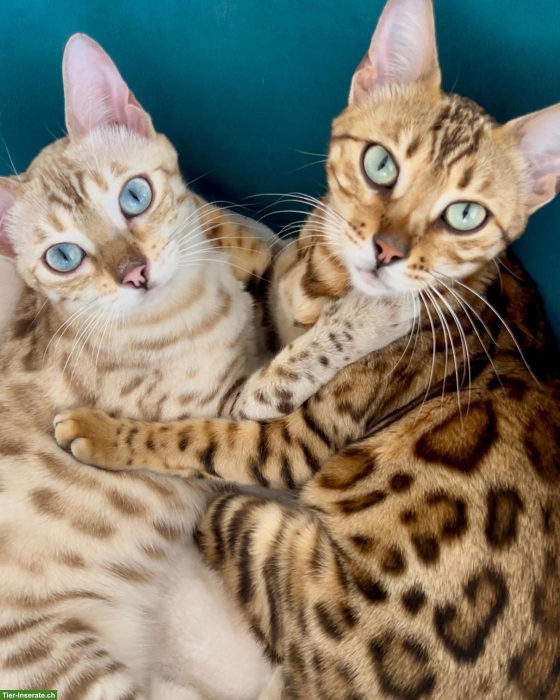 Bild 2: Reinrassige Bengalkitten, braun, mink & snow lynx