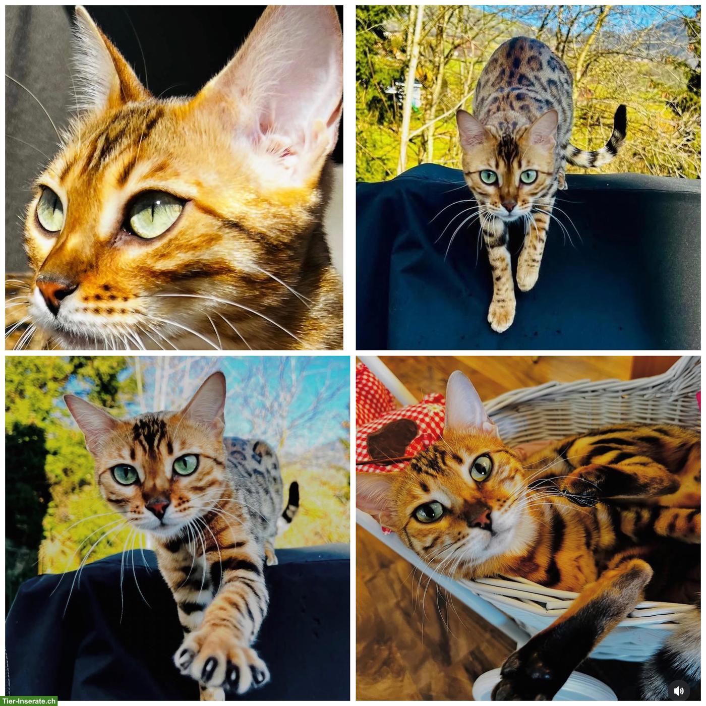 Bild 3: Reinrassige Bengalkitten, braun, mink & snow lynx