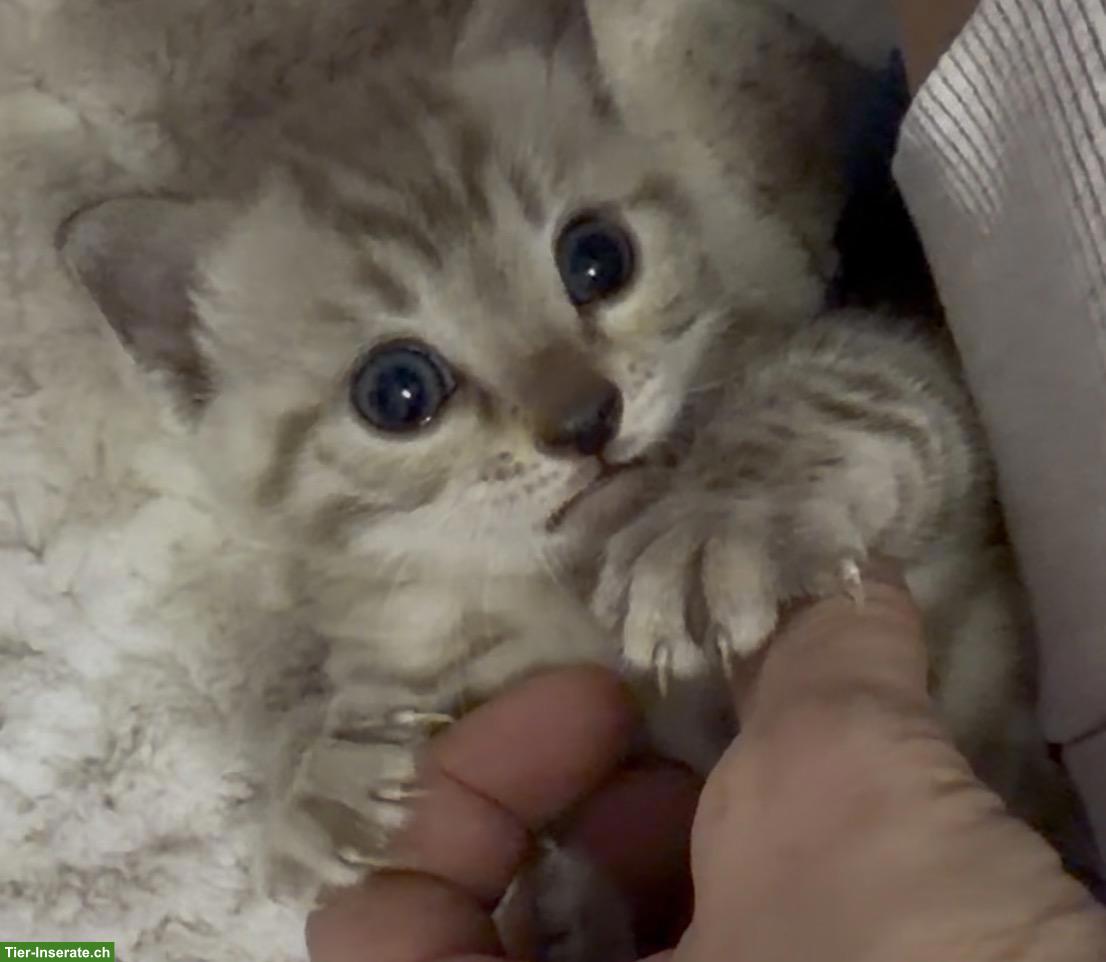 Bild 5: Reinrassige Bengalkitten, braun, mink & snow lynx