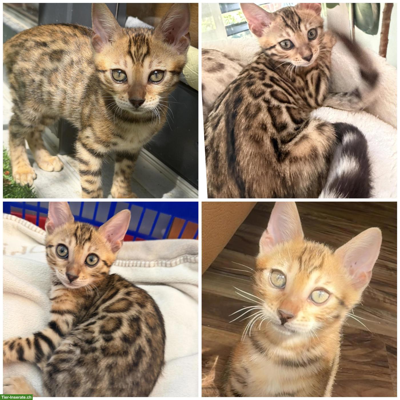 Bild 6: Reinrassige Bengalkitten, braun, mink & snow lynx