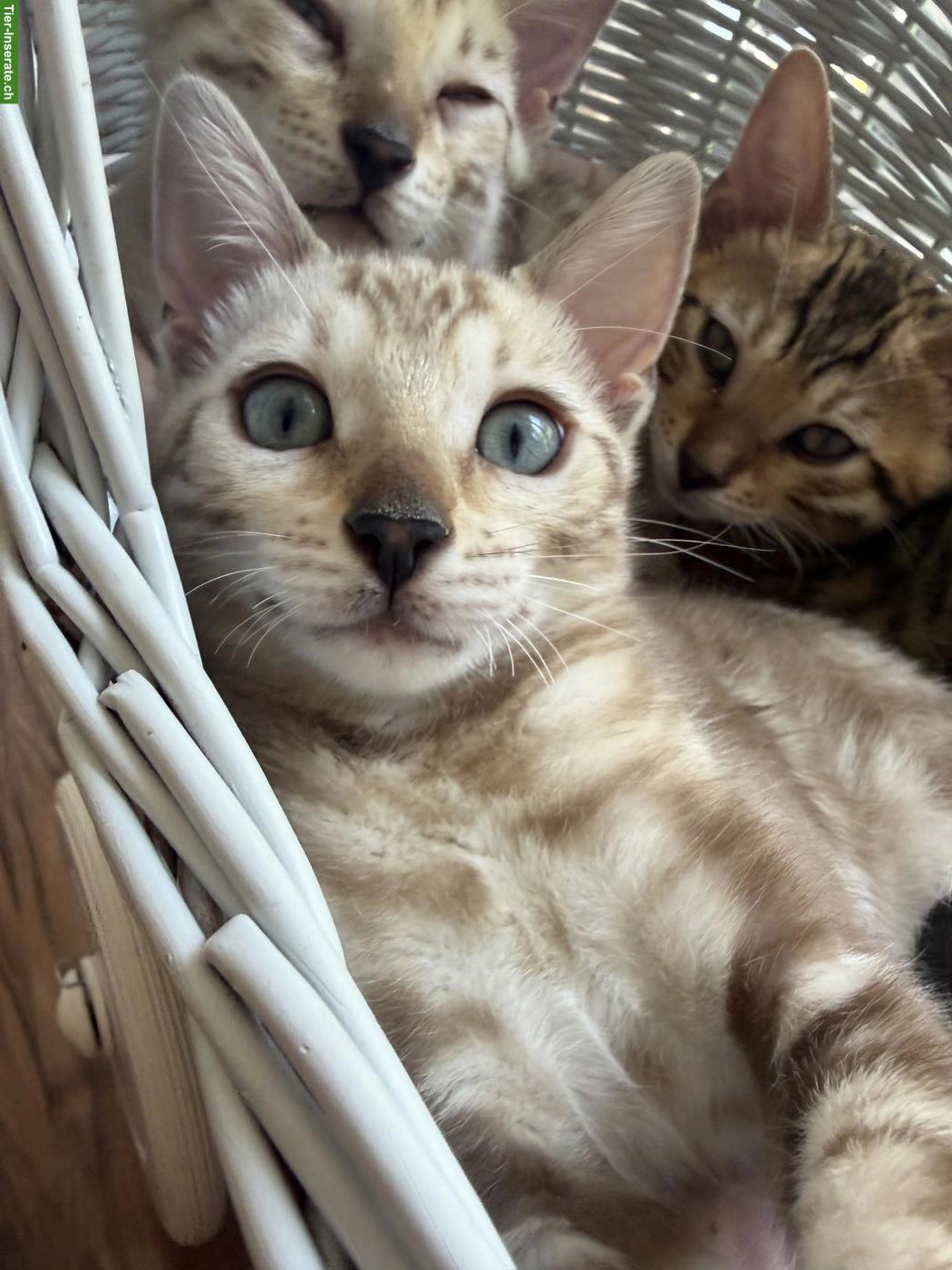 Bild 7: Reinrassige Bengalkitten, braun, mink & snow lynx