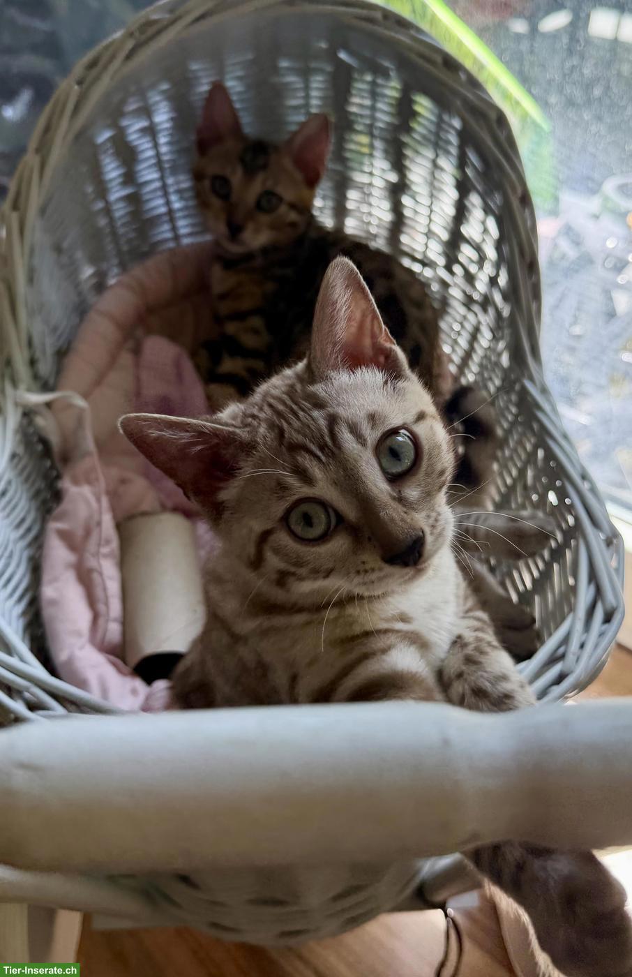 Bild 8: Reinrassige Bengalkitten, braun, mink & snow lynx