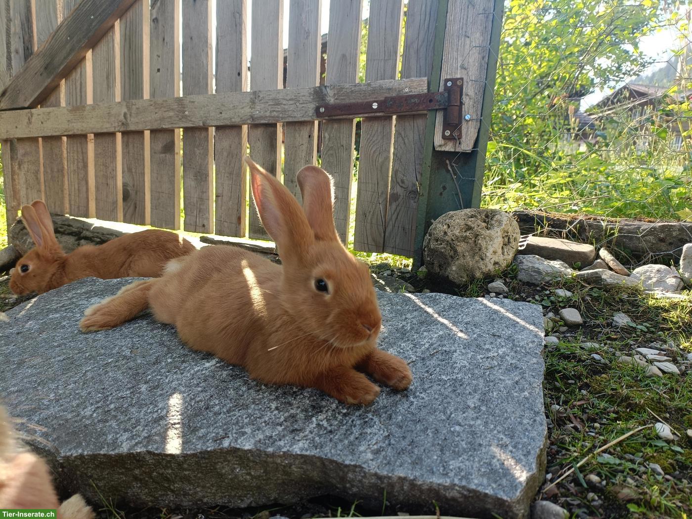 Bild 5: Sehr zahme Böcklein, Burgunder x Belgische Bartkaninchen x Sachsengold