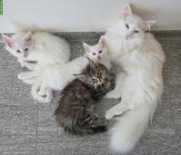 Norwegische Waldkatzen, Kitten