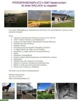 Offenstallplatz für Wallach in Niedermuhlern BE