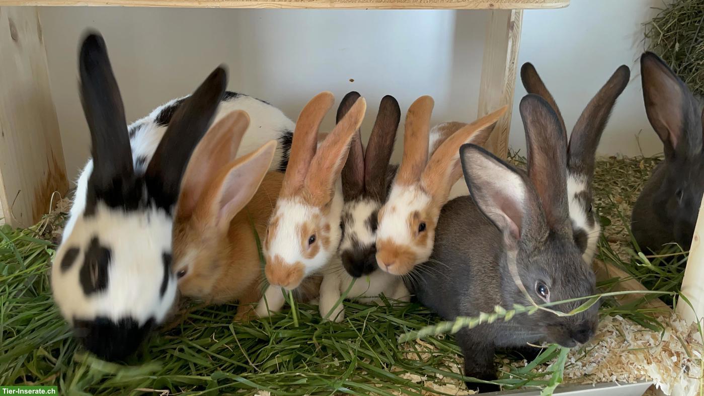 Kaninchen zu verkaufen, Schweizer-Schecken x Burgunder Mix