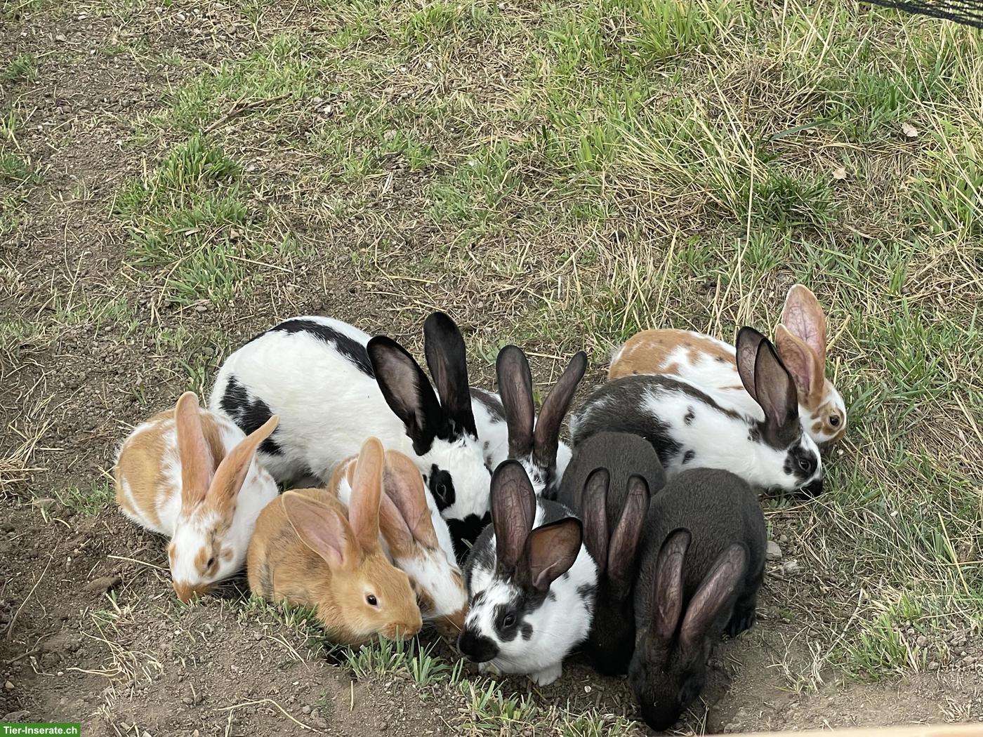 Bild 2: Kaninchen zu verkaufen, Schweizer-Schecken x Burgunder Mix