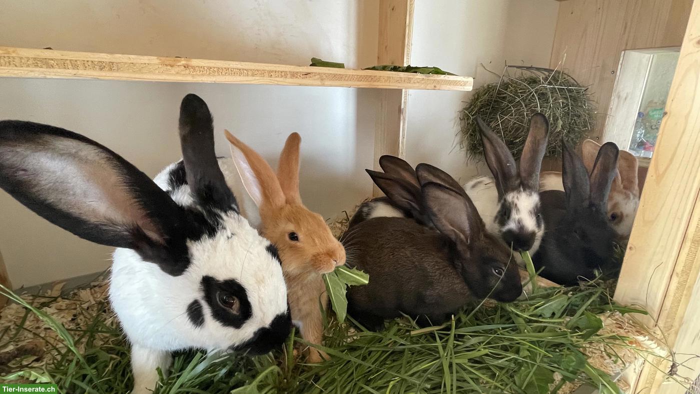 Bild 3: Kaninchen zu verkaufen, Schweizer-Schecken x Burgunder Mix