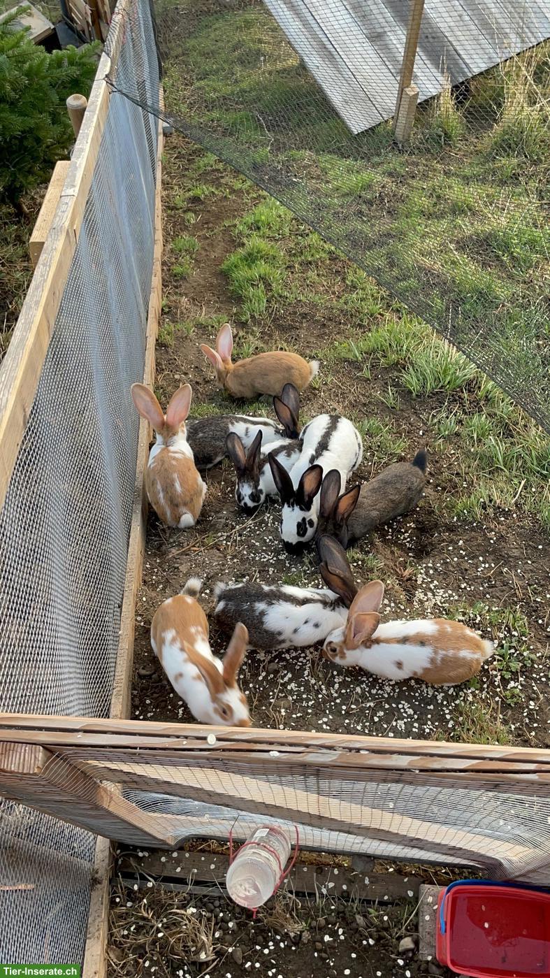 Bild 4: Kaninchen zu verkaufen, Schweizer-Schecken x Burgunder Mix