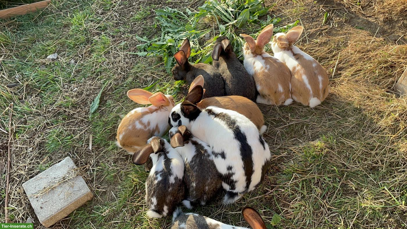 Bild 5: Kaninchen zu verkaufen, Schweizer-Schecken x Burgunder Mix