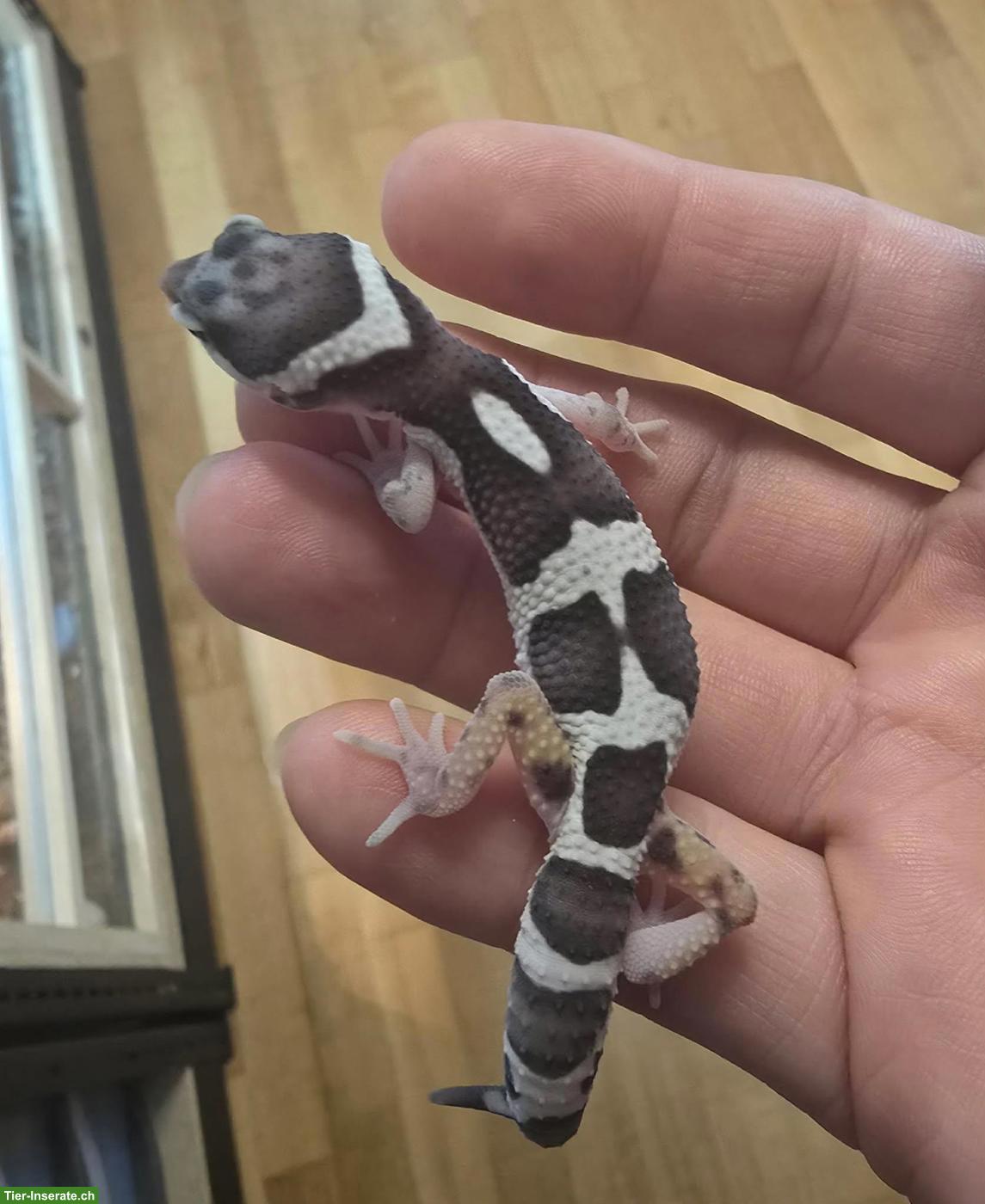 Leopardgecko Baby: Black Night Mack Snow & Black Night Light