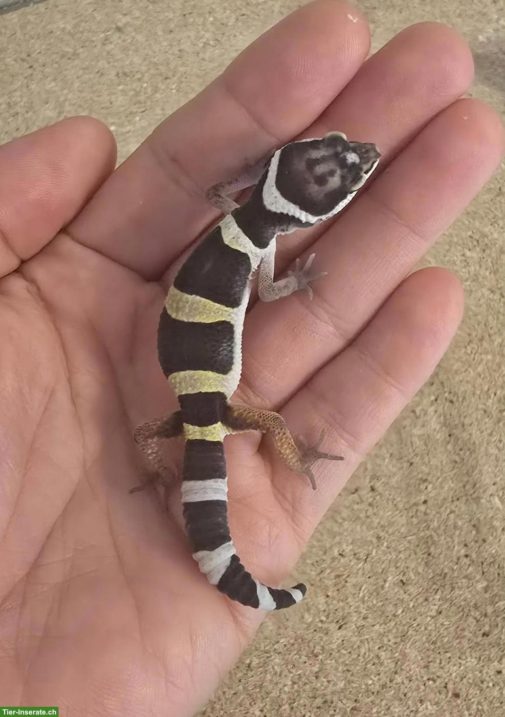 Bild 3: Leopardgecko Baby: Black Night Mack Snow & Black Night Light