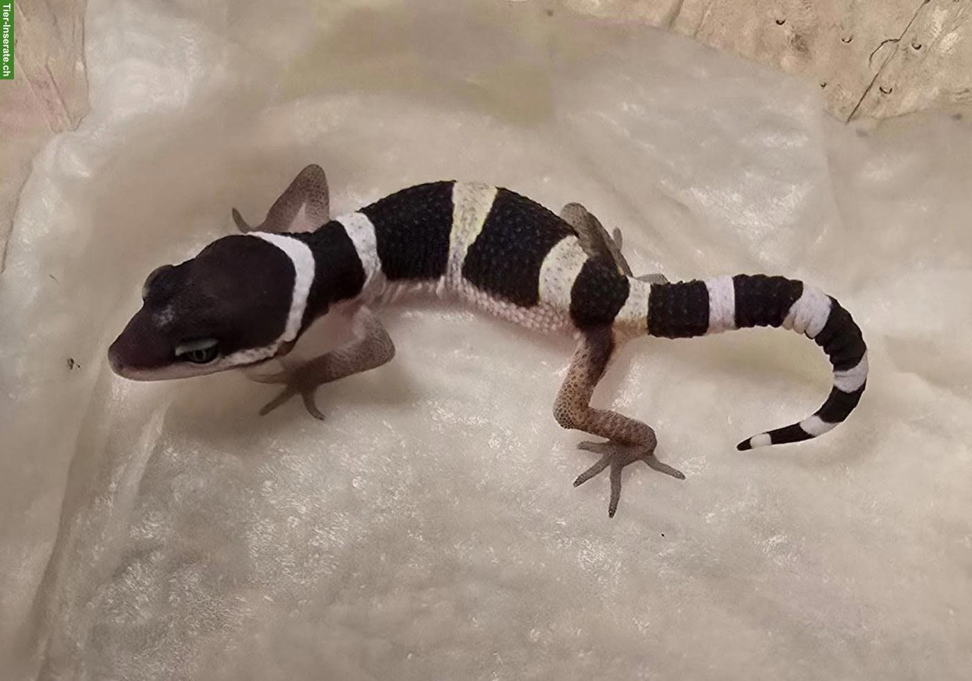 Bild 4: Leopardgecko Baby: Black Night Mack Snow & Black Night Light