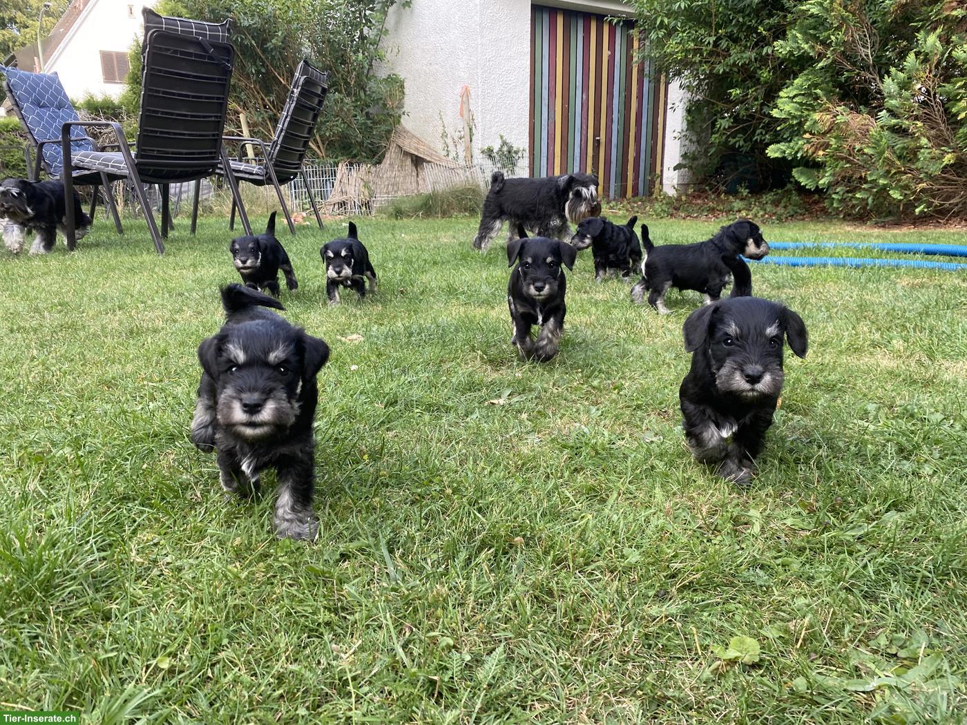 Zwergschnauzer Welpen schwarz-silber aus Zucht