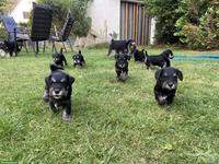 Zwergschnauzer Welpen schwarz-silber aus Zucht