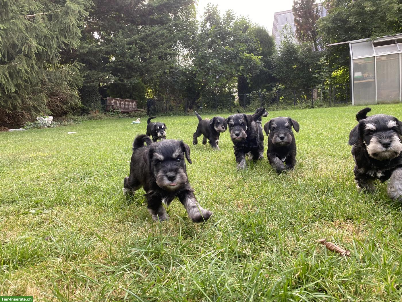 Bild 2: Zwergschnauzer Welpen schwarz-silber aus Zucht