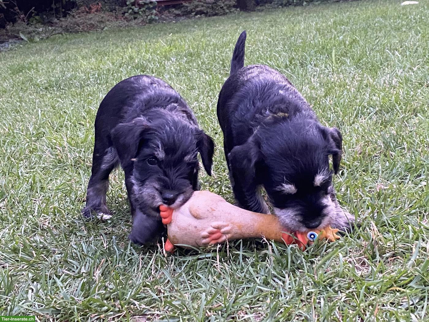 Bild 3: Zwergschnauzer Welpen schwarz-silber aus Zucht
