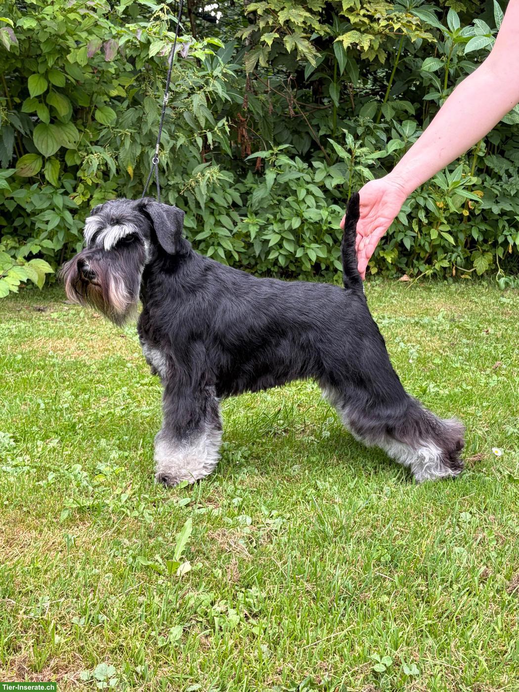Bild 4: Zwergschnauzer Welpen schwarz-silber aus Zucht