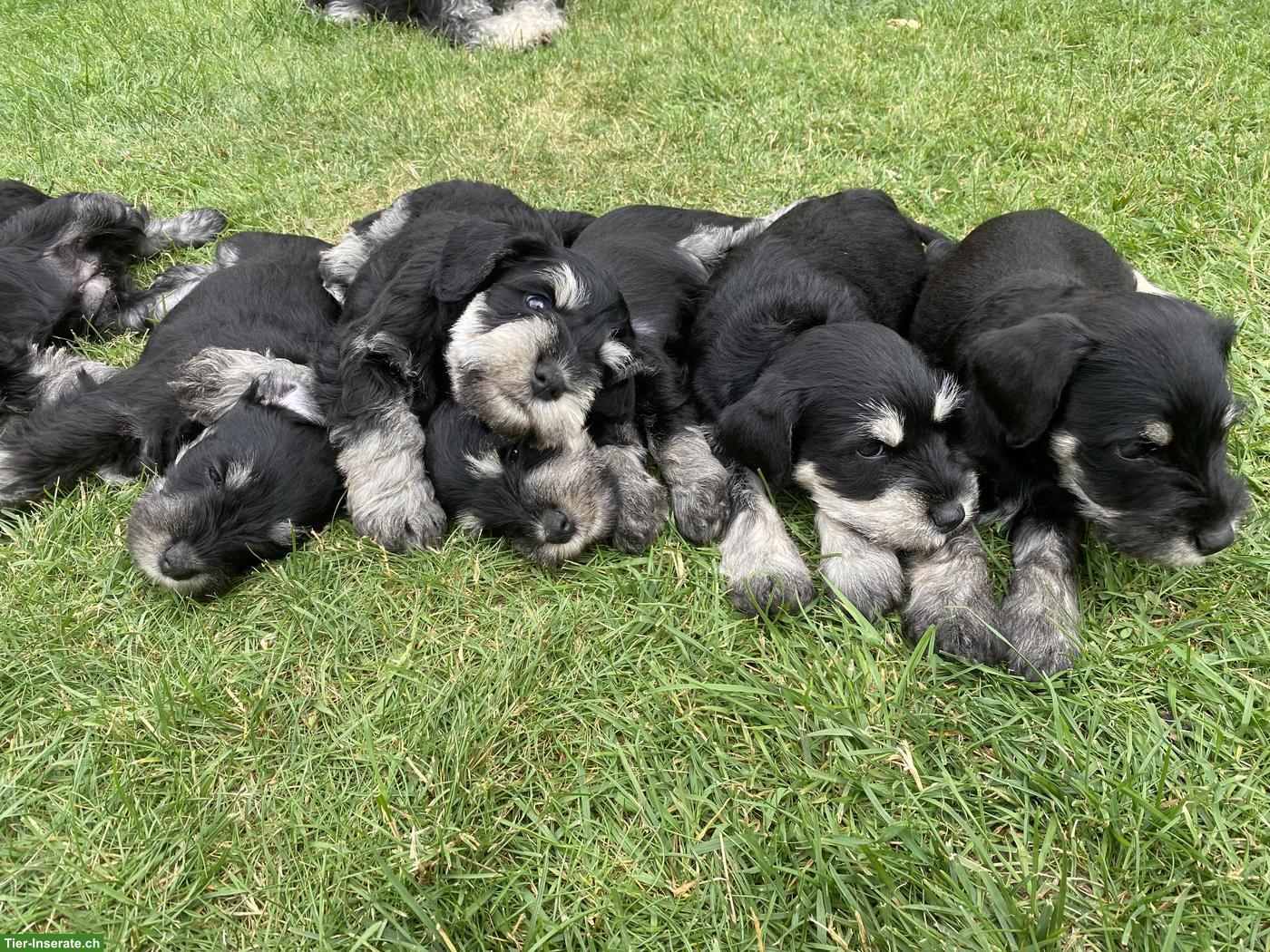 Bild 5: Zwergschnauzer Welpen schwarz-silber aus Zucht