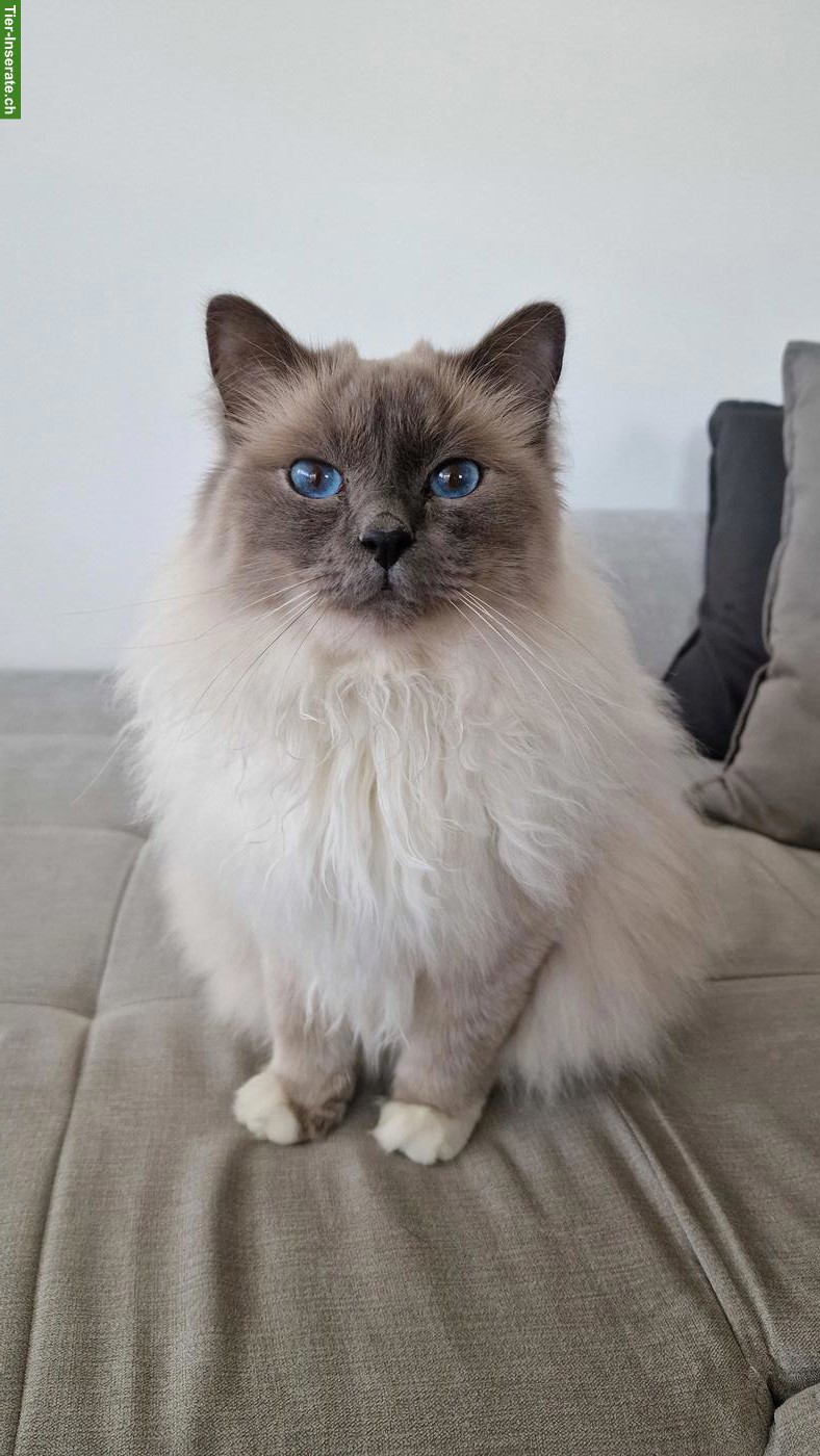 Verschmuster Heiliger Birma Kater
