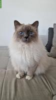 Verschmuster Heiliger Birma Kater