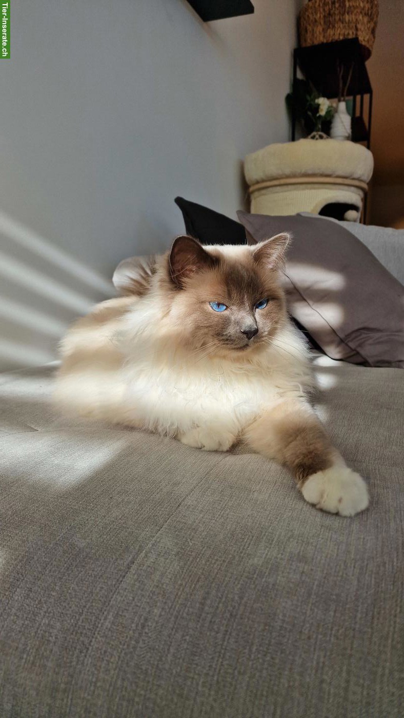 Bild 2: Verschmuster Heiliger Birma Kater
