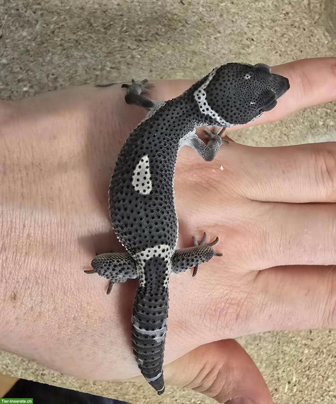 Black Night Pure Leopardgecko abzugeben