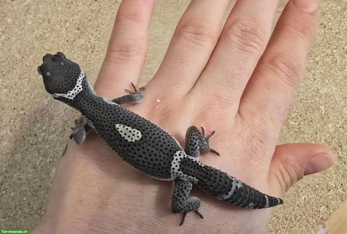 Bild 2: Black Night Pure Leopardgecko abzugeben
