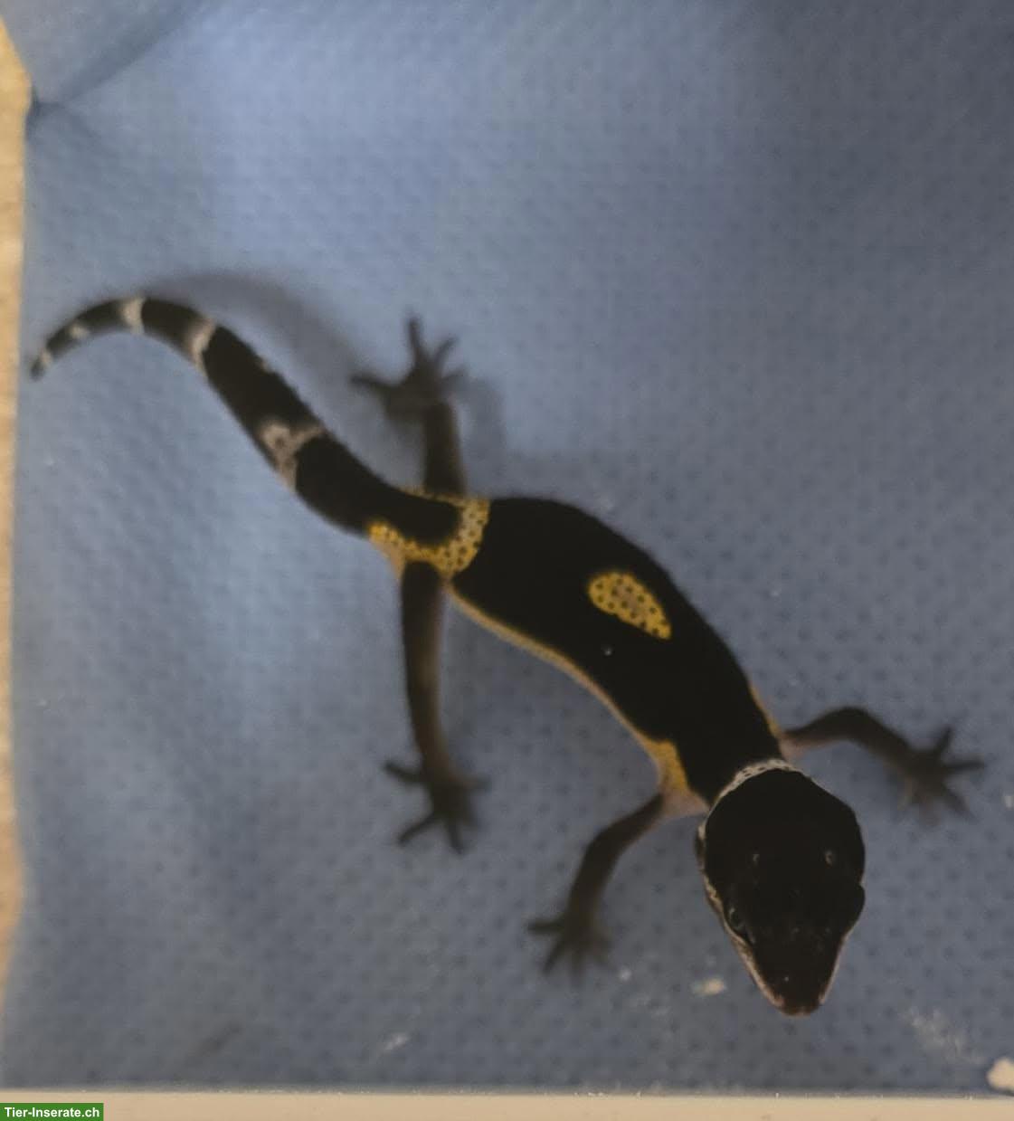 Bild 3: Black Night Pure Leopardgecko abzugeben