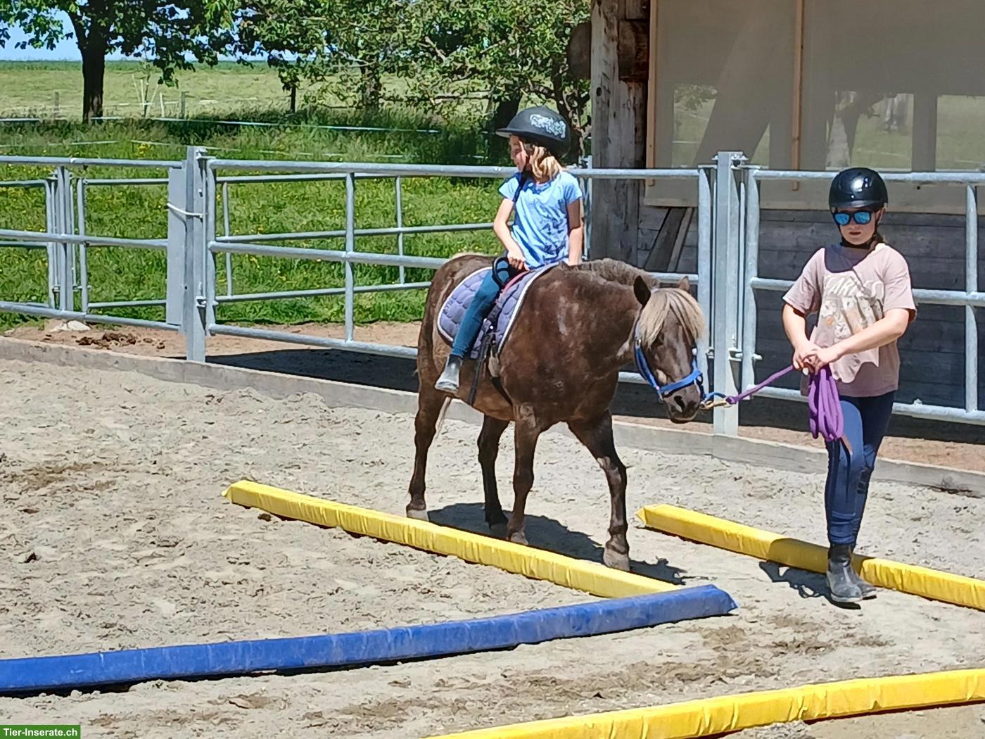 Classic Pony Wallach aus Reitschule, zum Reiten & Fahren