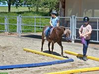 Classic Pony Wallach aus Reitschule, zum Reiten & Fahren