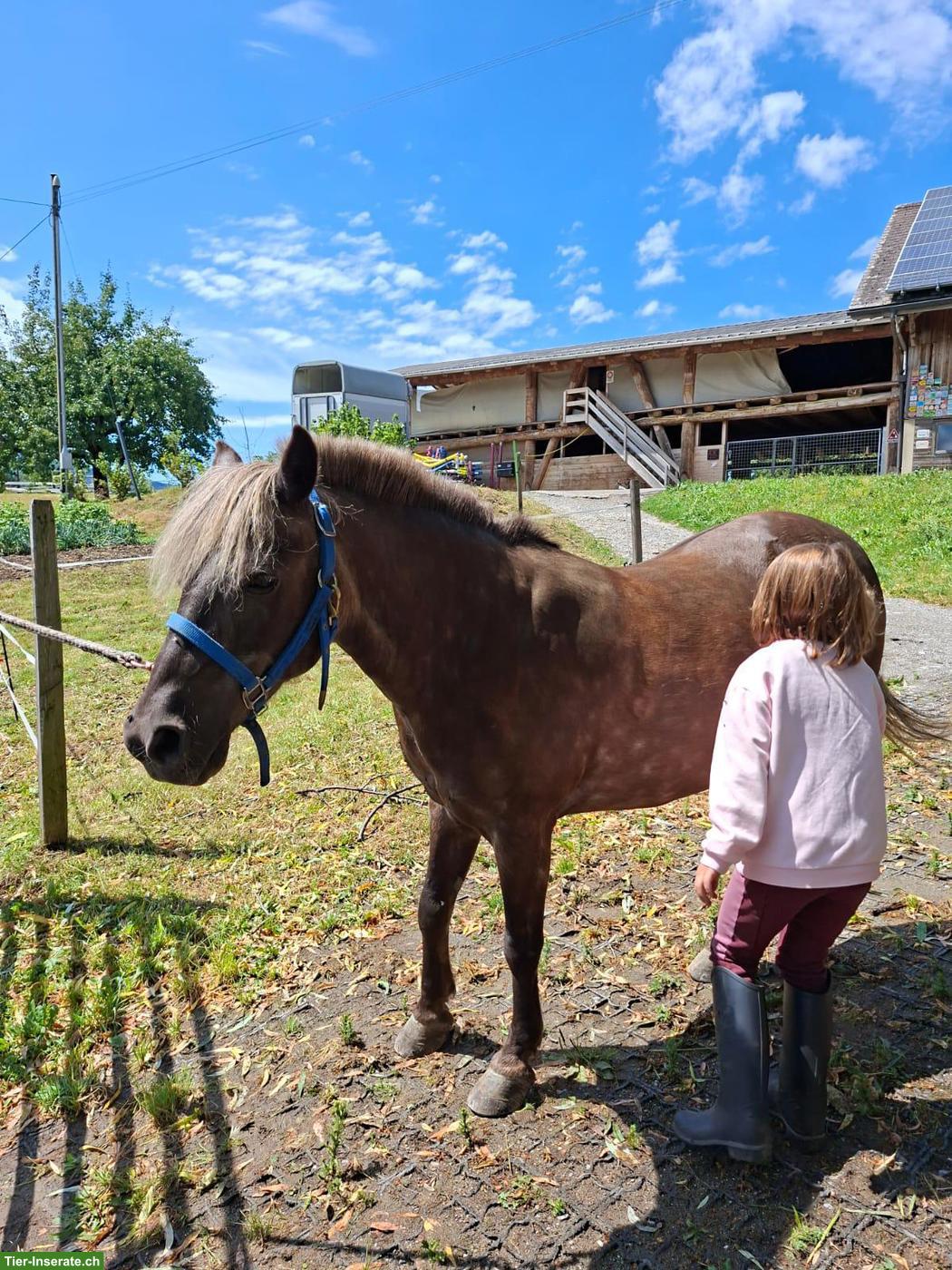 Bild 2: Classic Pony Wallach aus Reitschule, zum Reiten & Fahren