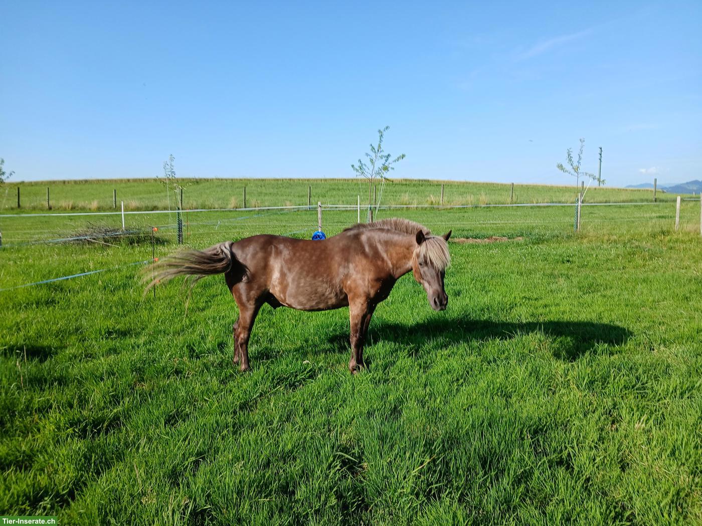 Bild 3: Classic Pony Wallach aus Reitschule, zum Reiten & Fahren