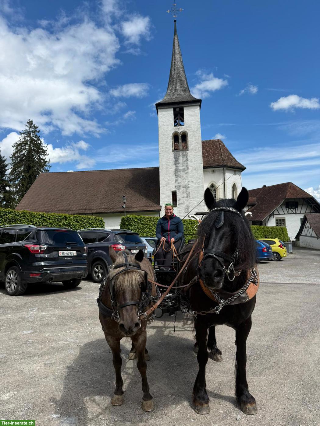 Bild 4: Classic Pony Wallach aus Reitschule, zum Reiten & Fahren