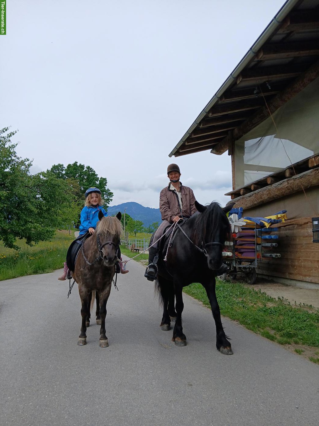 Bild 5: Classic Pony Wallach aus Reitschule, zum Reiten & Fahren