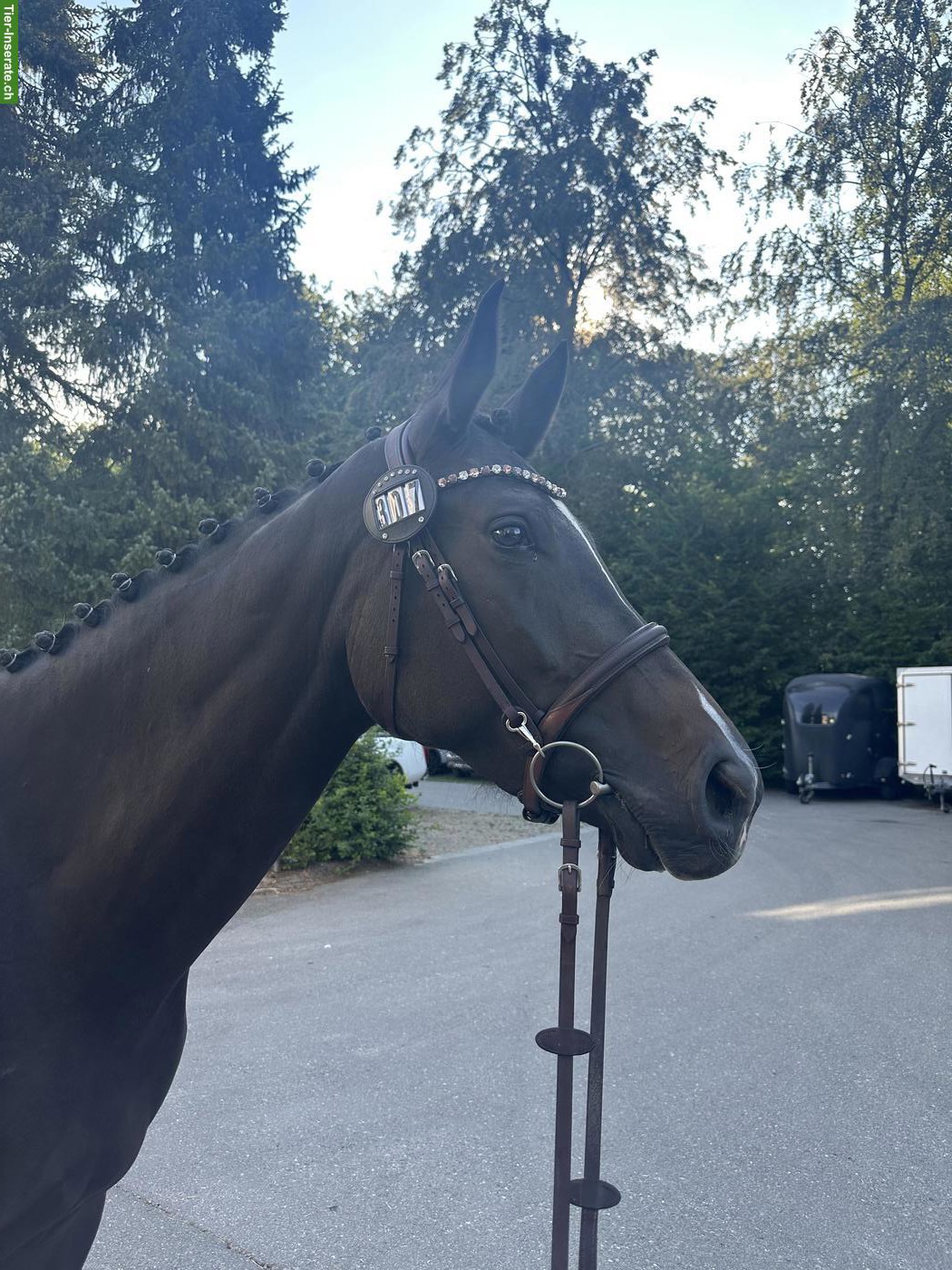 3-jährige Elite Suisse Stute von Croesus x Stolzenberg