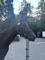 3-jährige Elite Suisse Stute von Croesus x Stolzenberg