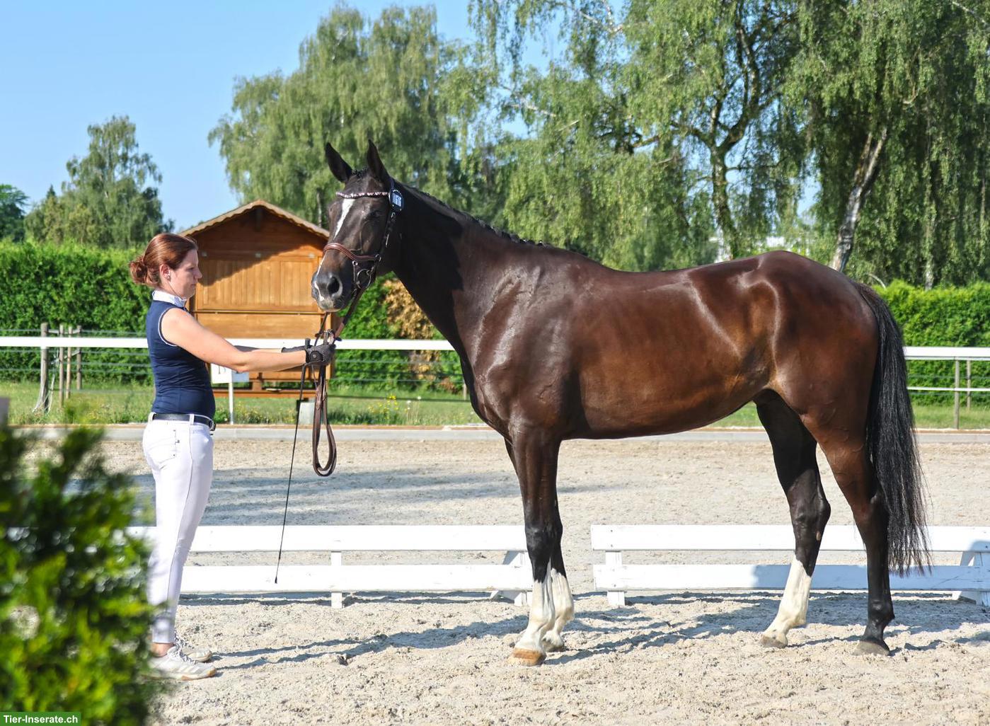 Bild 3: 3-jährige Elite Suisse Stute von Croesus x Stolzenberg