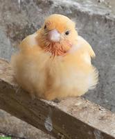Junge Kanarienvögel, weiss, orange & gelb