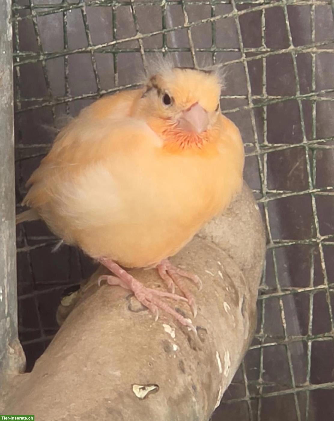 Bild 2: Junge Kanarienvögel, weiss, orange & gelb