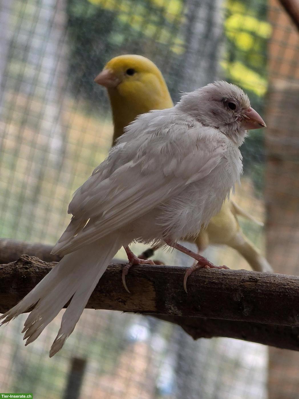 Bild 3: Junge Kanarienvögel, weiss, orange & gelb
