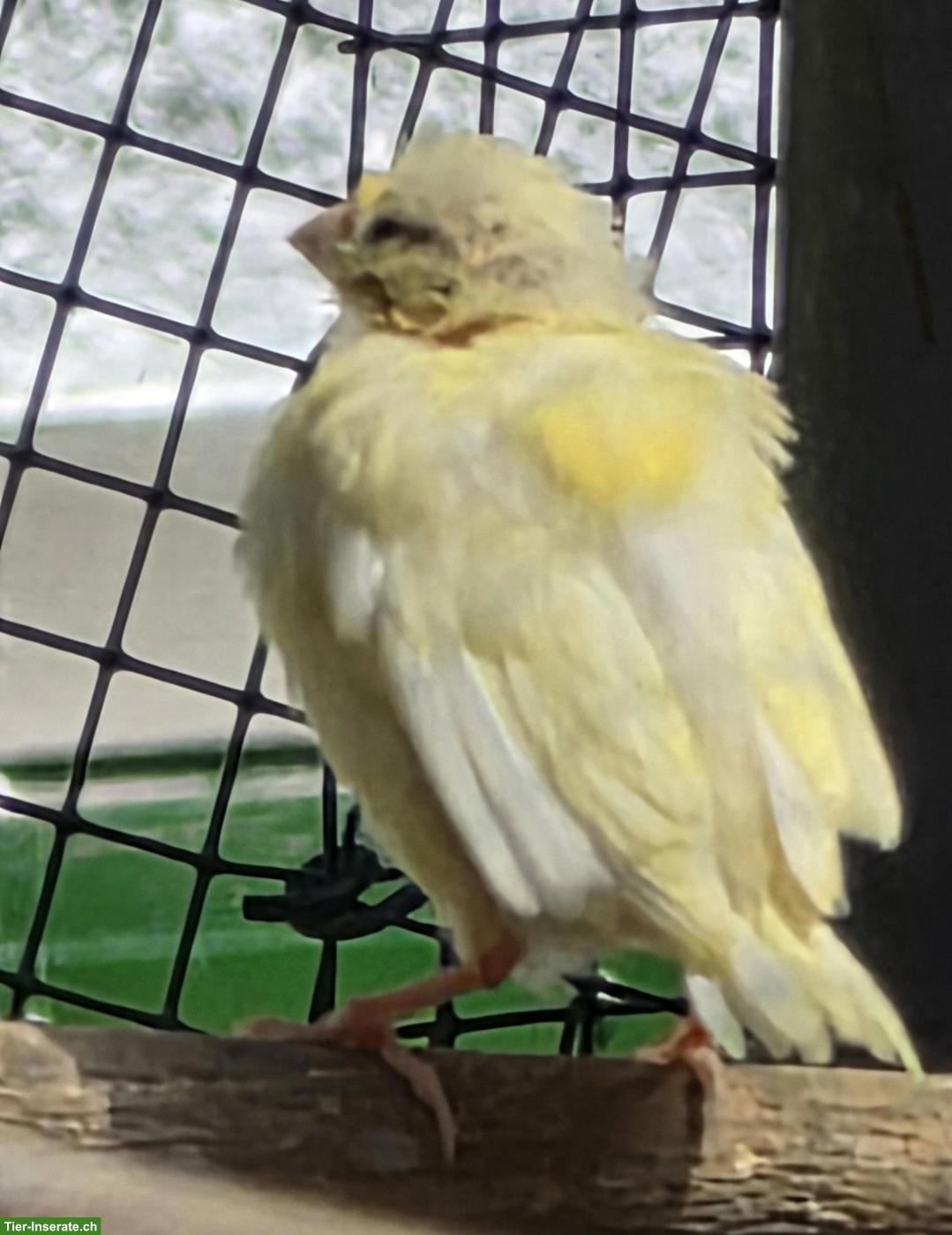 Bild 4: Junge Kanarienvögel, weiss, orange & gelb