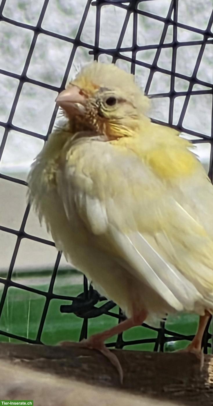 Bild 5: Junge Kanarienvögel, weiss, orange & gelb