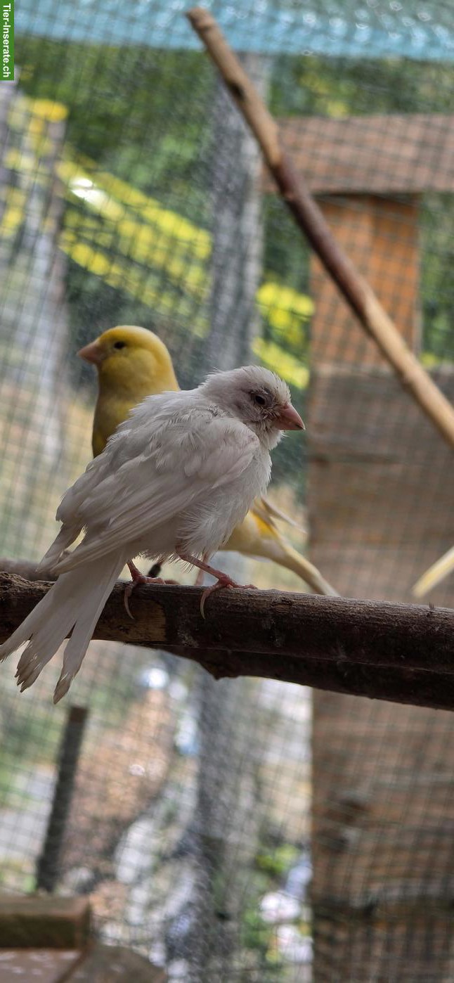 Bild 6: Junge Kanarienvögel, weiss, orange & gelb